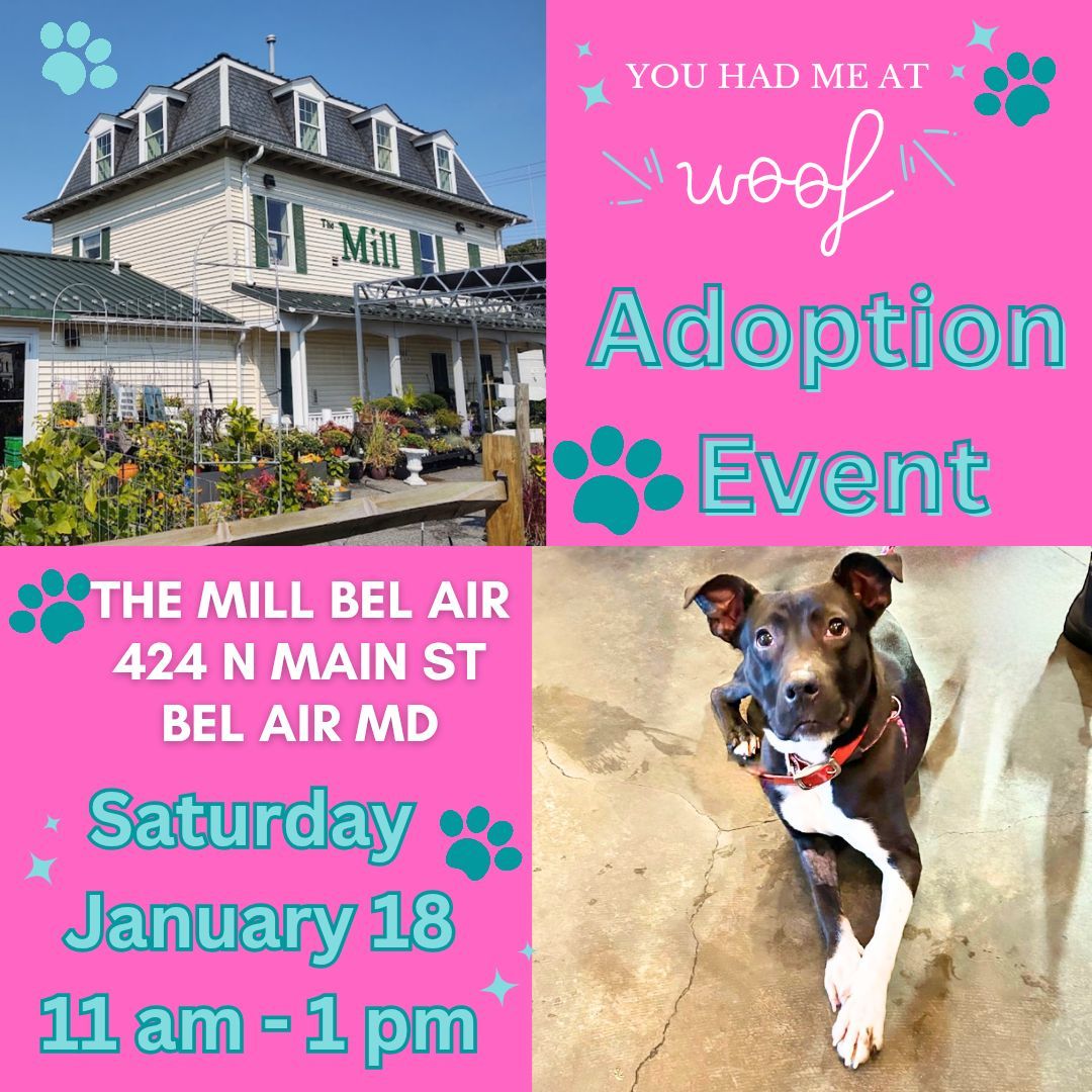 Adoption Event at The Mill