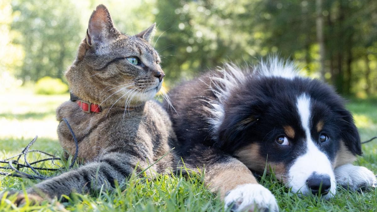 Blessing of the Animals