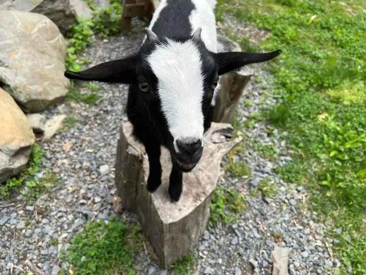 Hiking With Goats at Fustercluck Farm