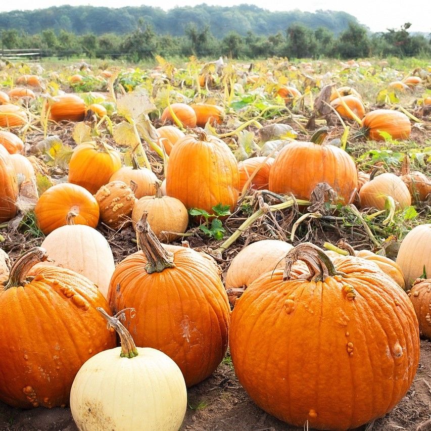 Pumpkin Patch, 12th Oct-1st Nov