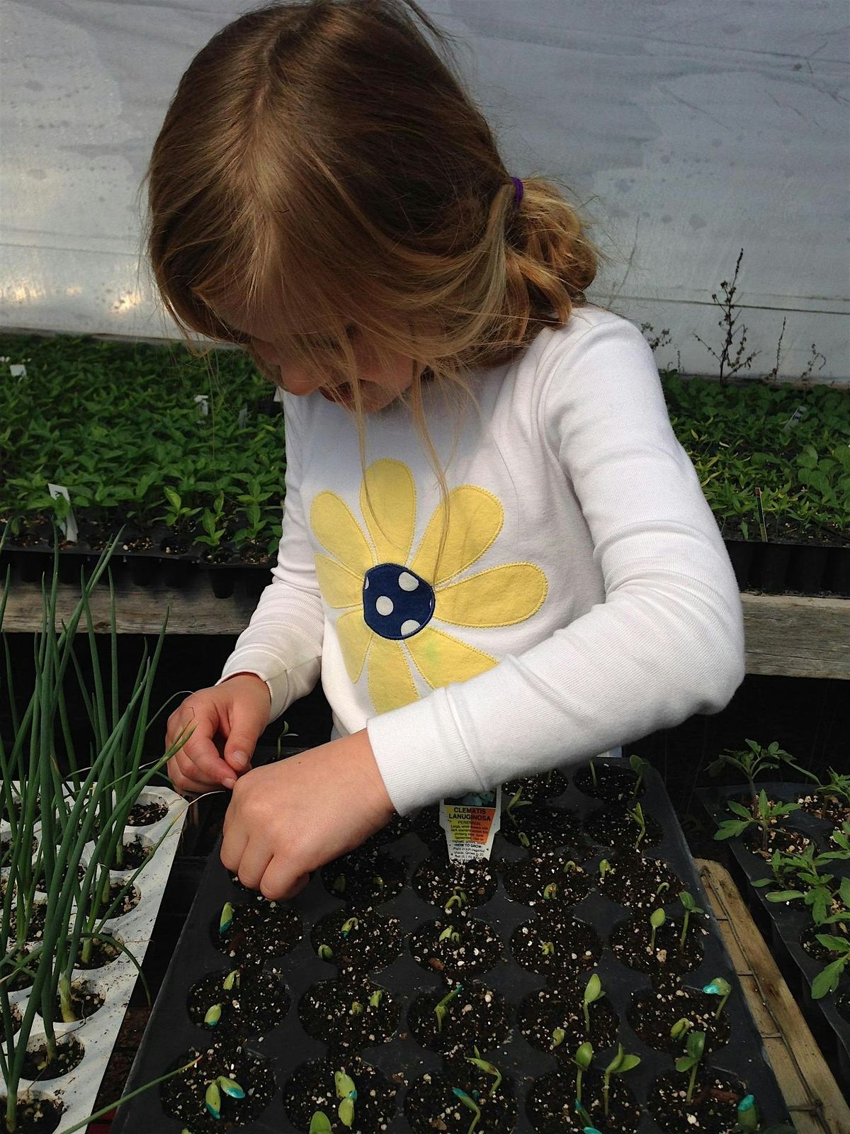 Seed Sowing and Growing