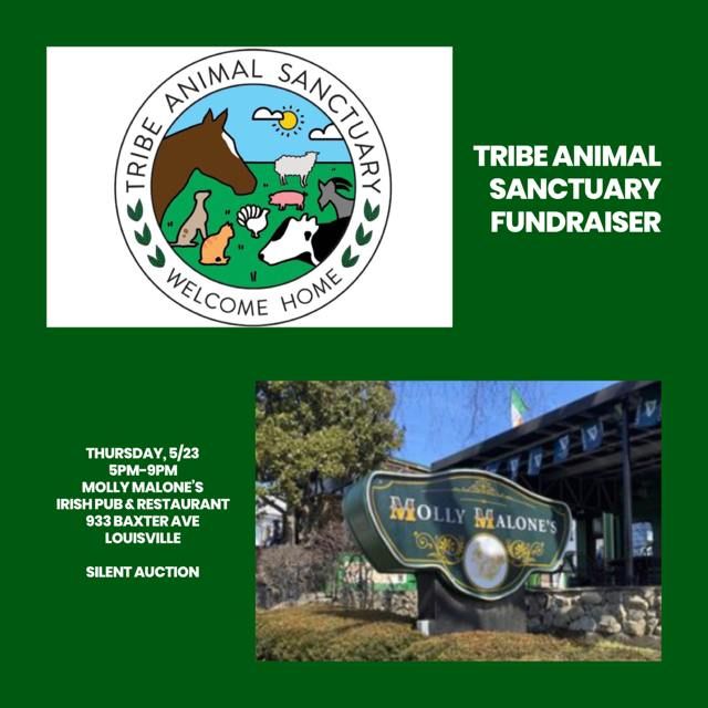 Tribe Animal Sanctuary Fundraiser at Molly Malone's 