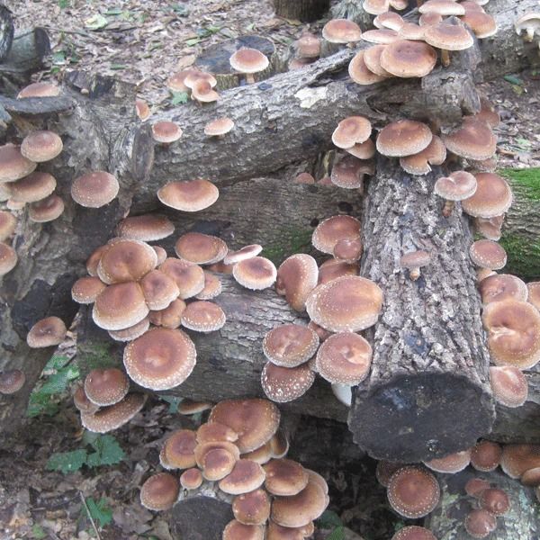 Mushroom Mountain  Farm Tour