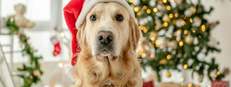 Pet Photos with Santa