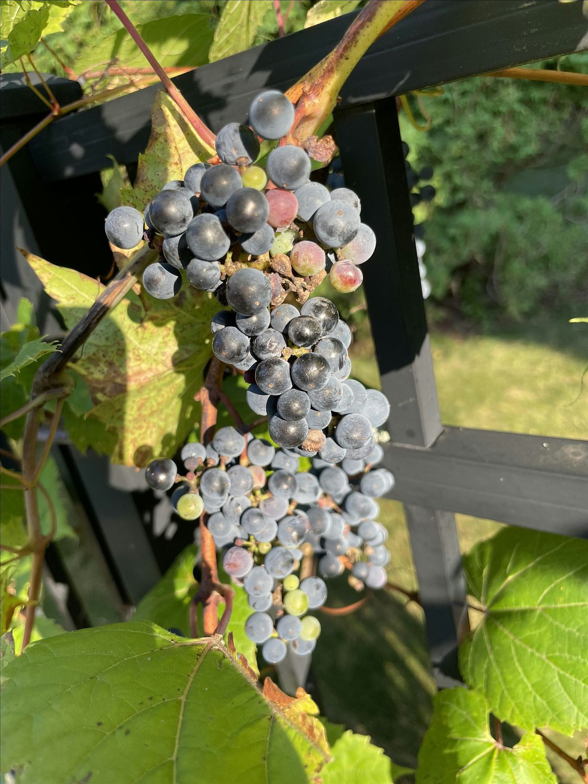 Village of Webster Food and Wine Walk