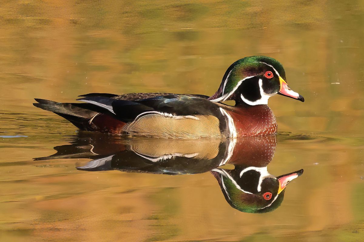 Birdwatching Trek: Bass Ponds