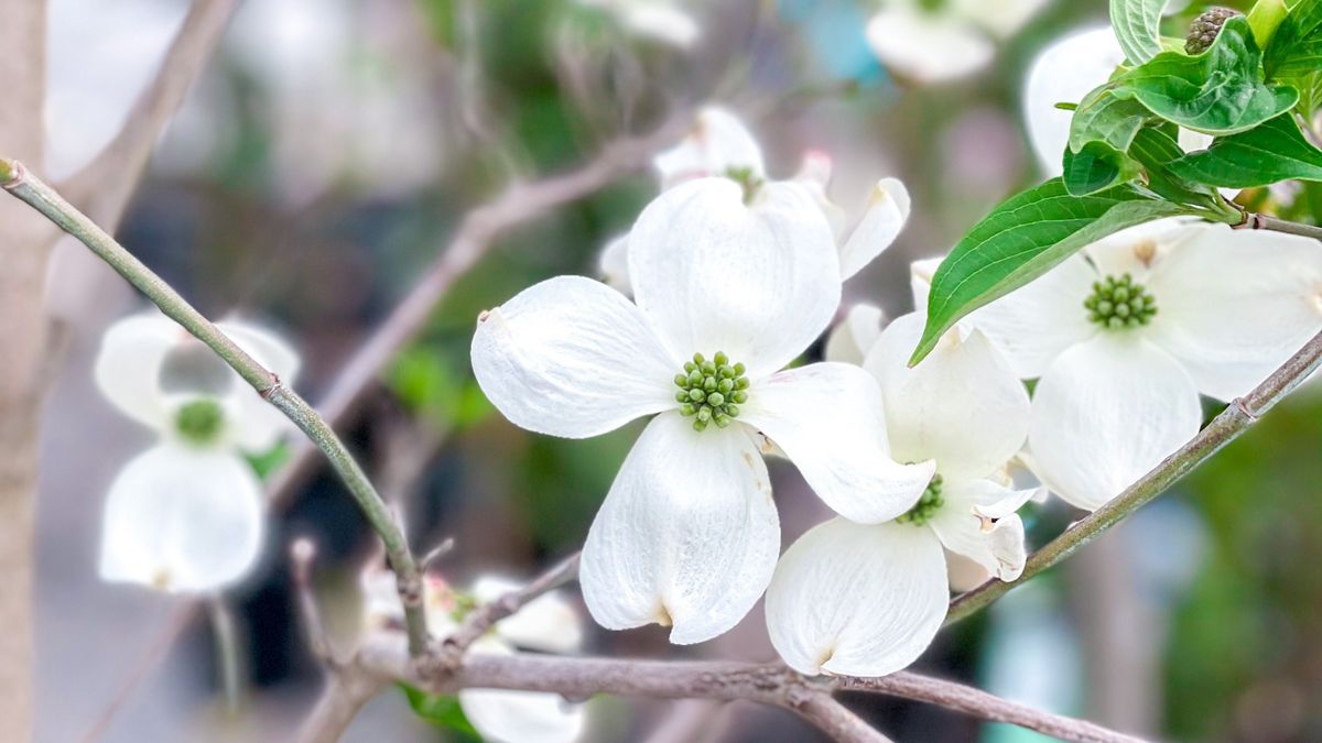 All About Spring Blooming Trees 