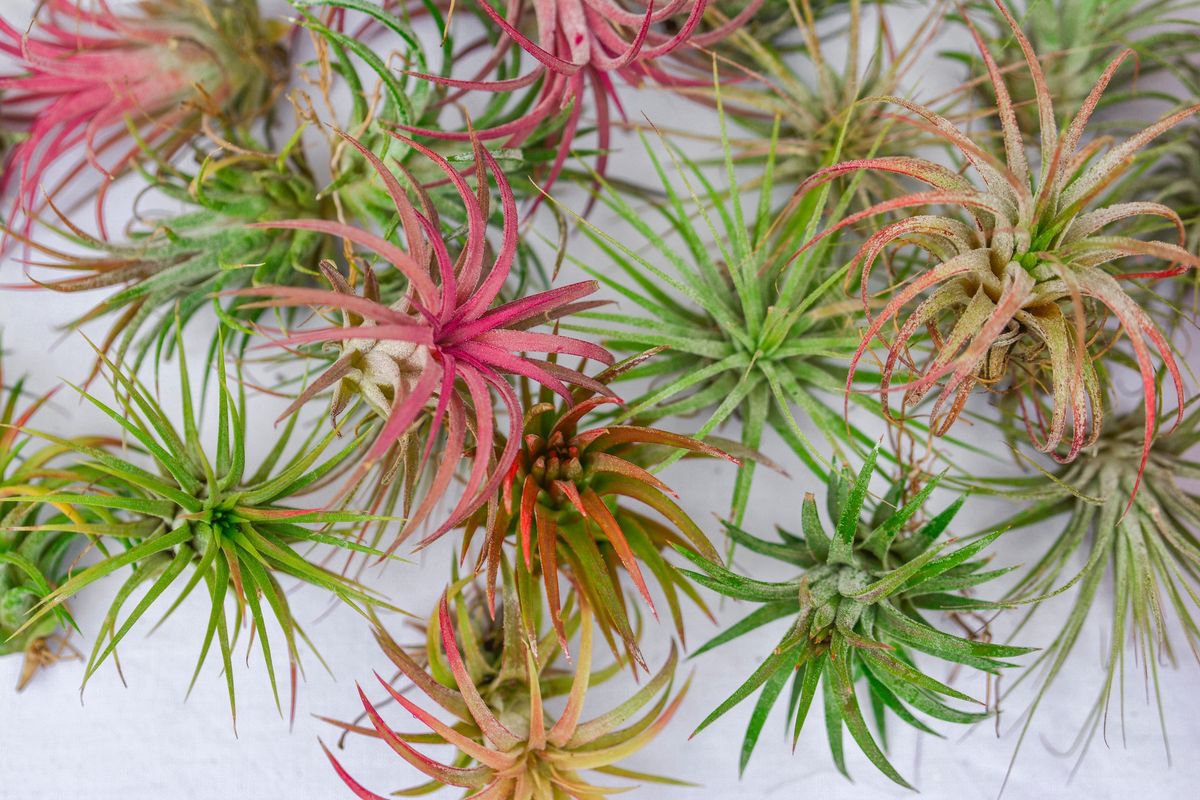 Air Plants 