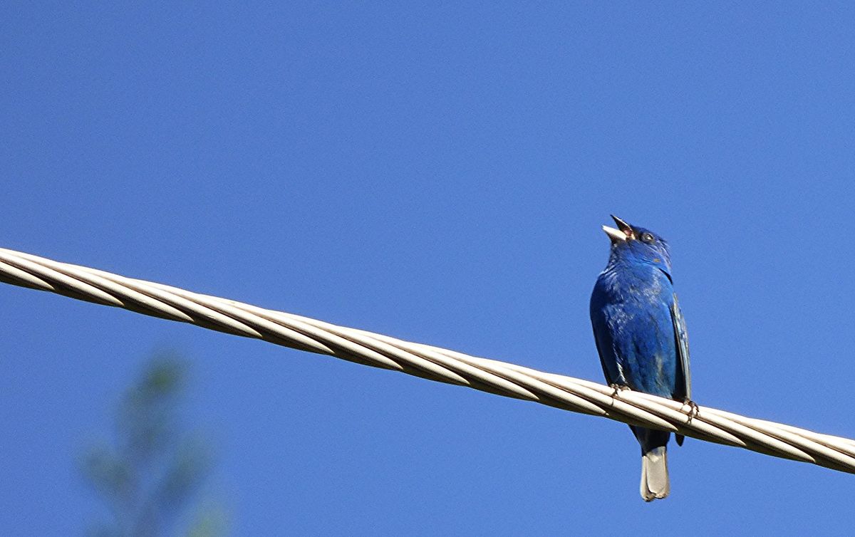 Program: Thinking Differently about Urban Habitats