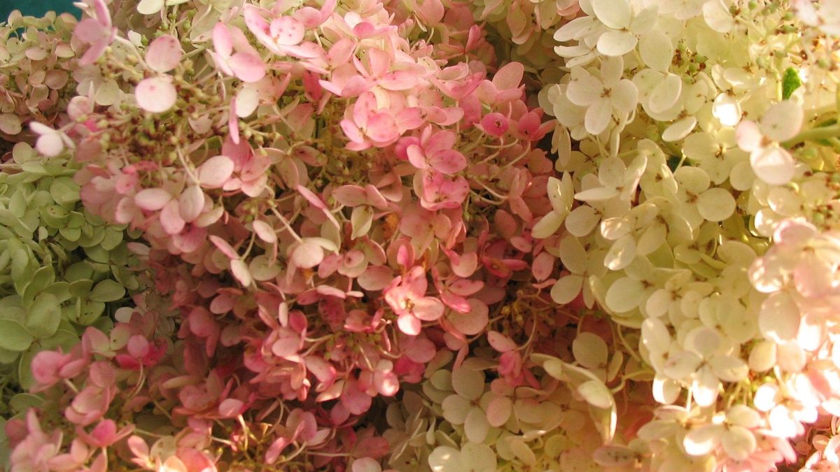 Hydrangea Wreaths