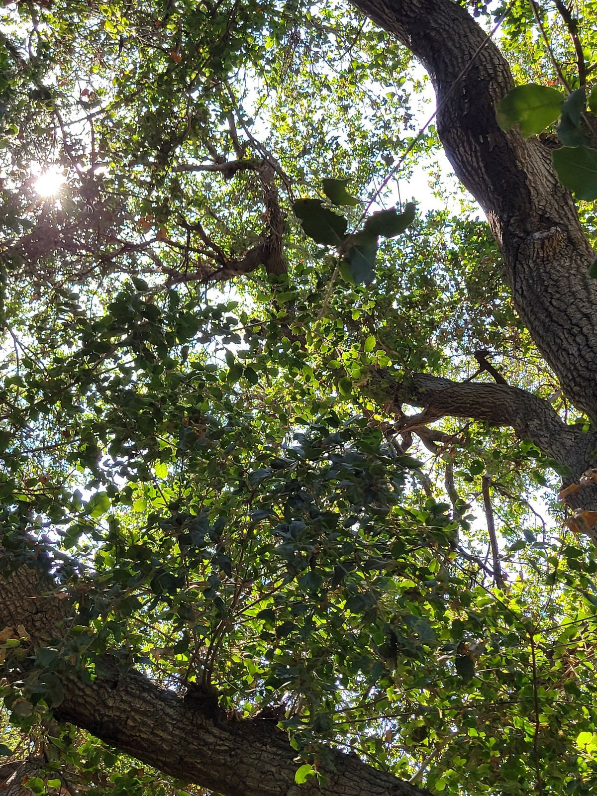 Qigong under the Oaks