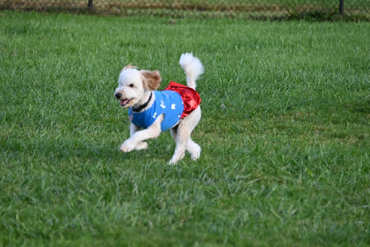 Howl-O-Ween Party For Dogs