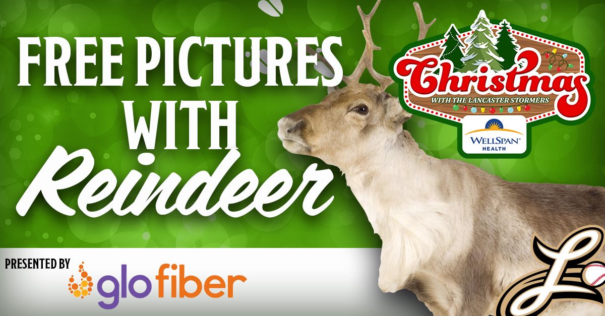 Take Your Picture with Live Reindeer