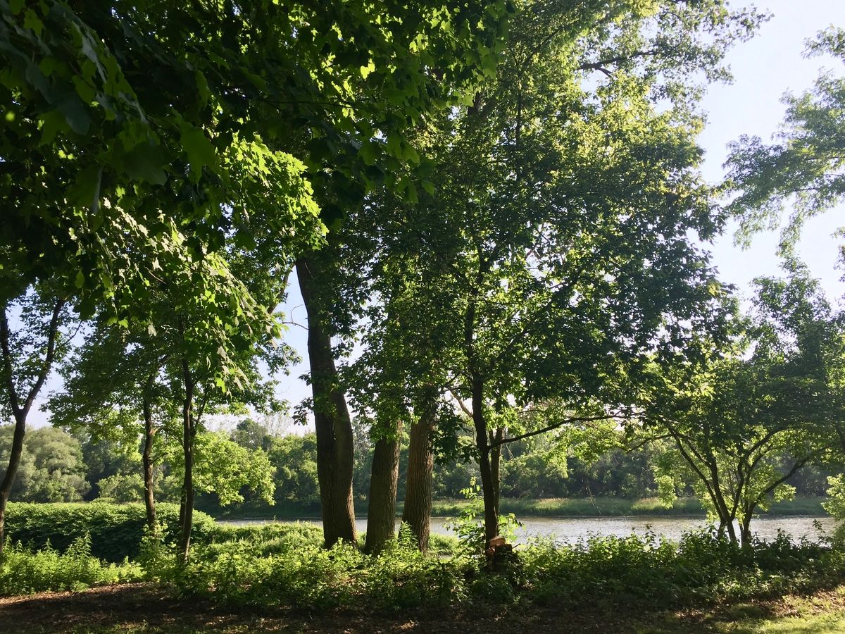 Forest Bathing Retreat