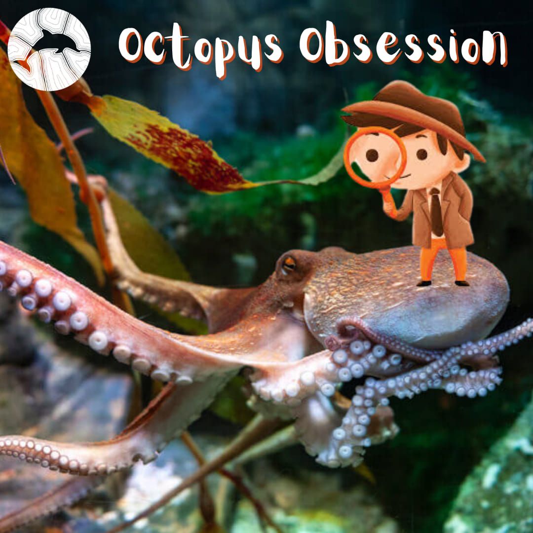 Octopus Obsession \ud83d\udc19 School Holiday Program