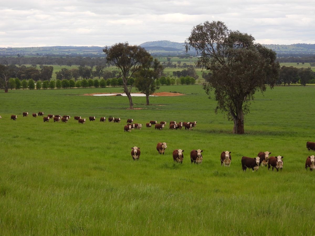 Canberra Royal Show Cattle Section