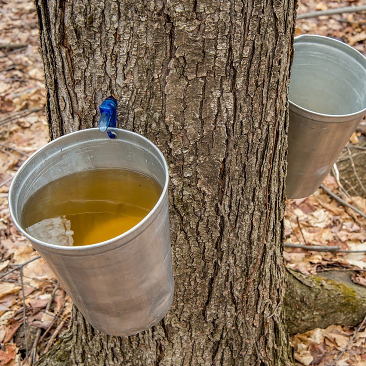 Maple Syrup Experience