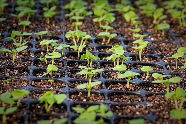 Seed Starting Workshop at Werner Books 