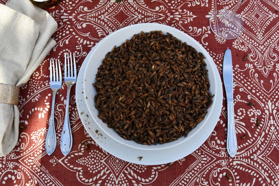 Eat a Bug Challenge