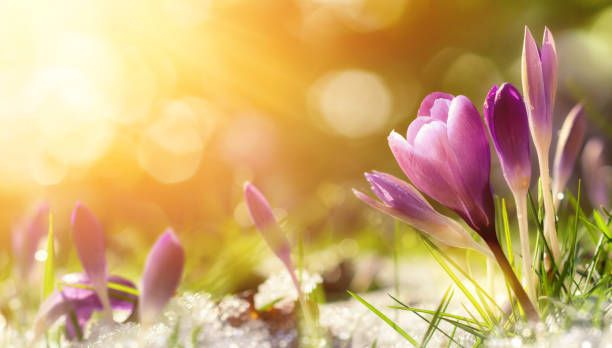 Spring Equinox Guided Meditation and Reiki Drum Healing - March 22nd 2025 - LL30 2QA