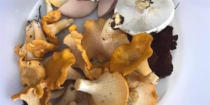 10\/18 Autumn Fungi Focus: Maitake & More (Raleigh)