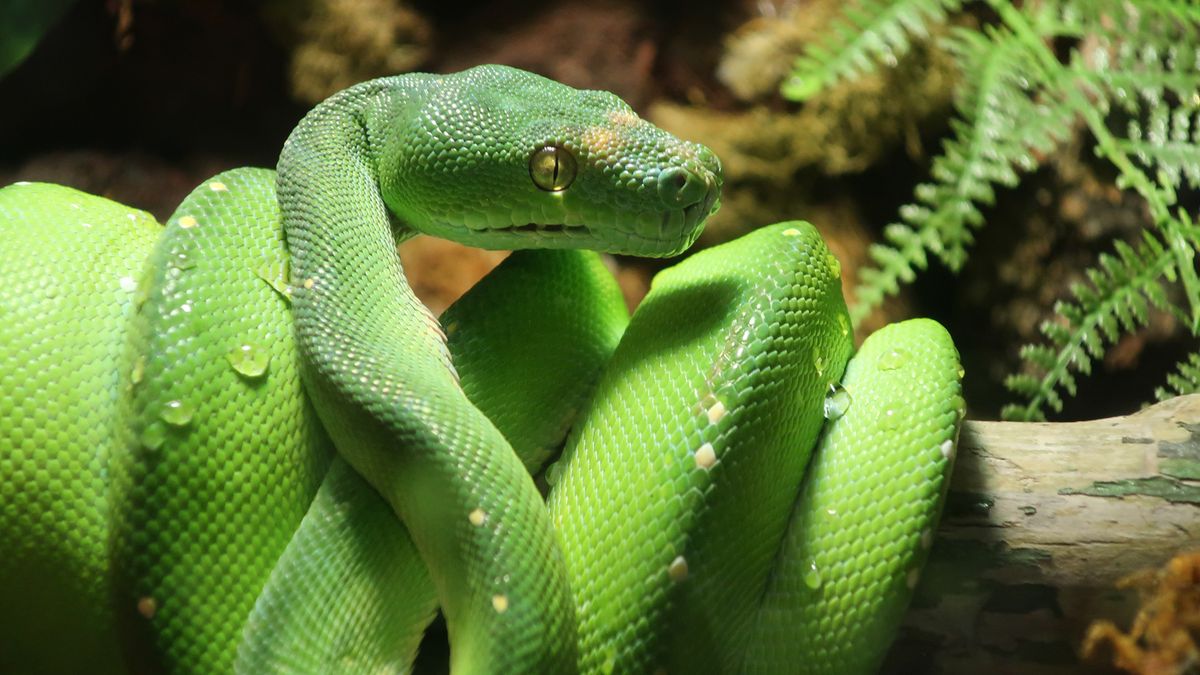 Wild, Weird & Creepy Creatures @CLEAquarium