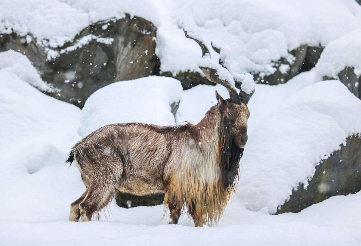 Adult Zoo Camp: Winter Warriors