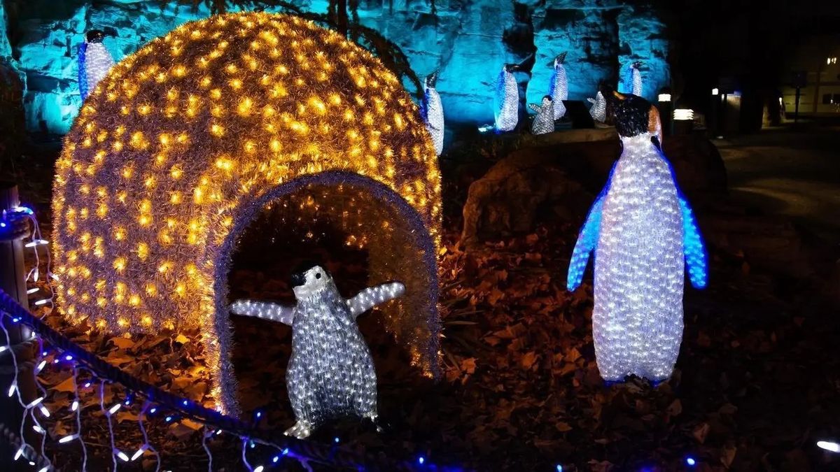 St. Louis Zoo Wild Lights and Blue Wave Life!!