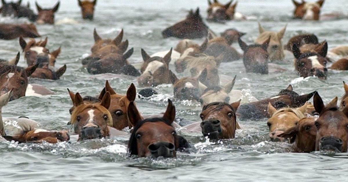 Chincoteague Island Pony Swim