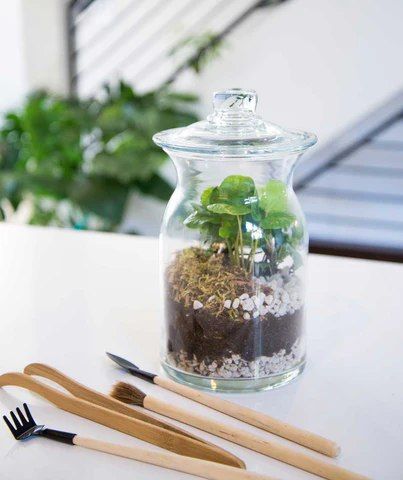 Create Your Own Closed Terrarium Class