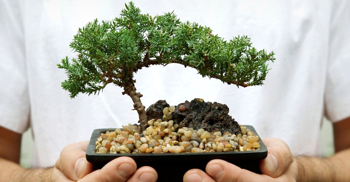 Bonsai Basics