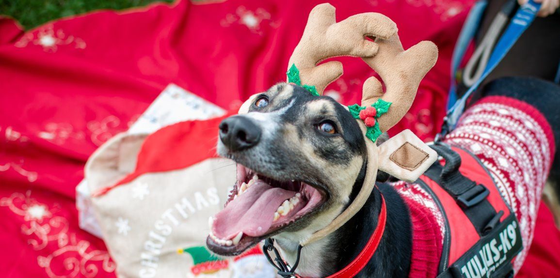 Animal Days Christmas Crafts