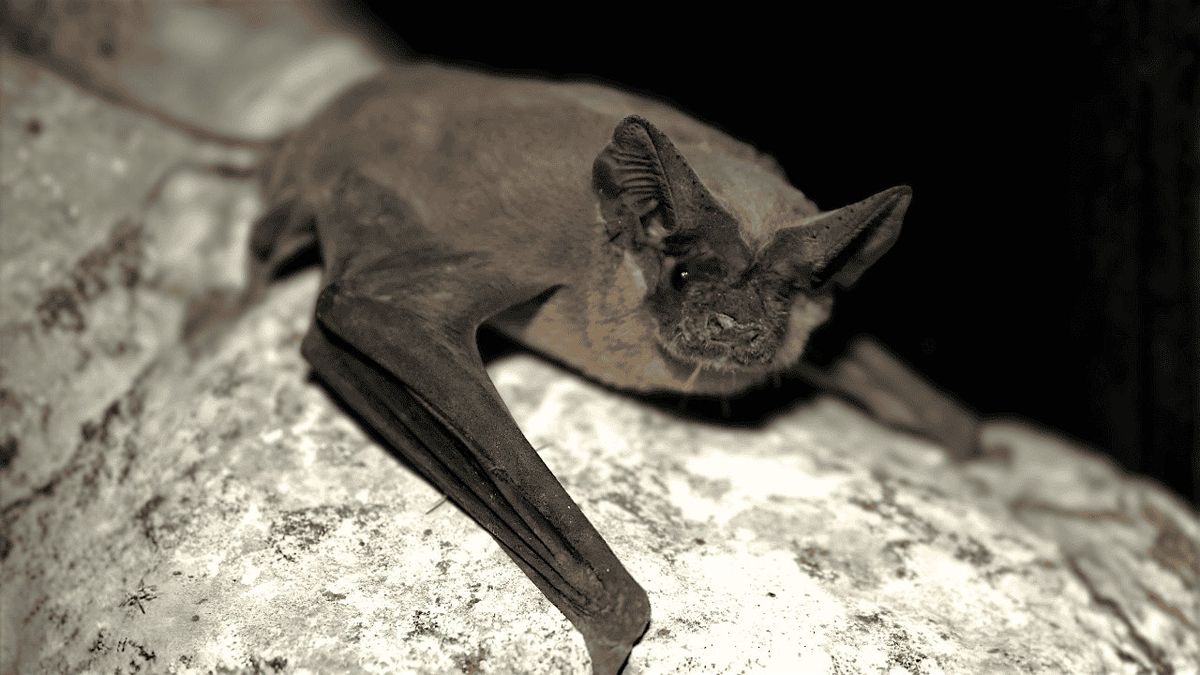 River Days and Nature Nights Bat and Moth event
