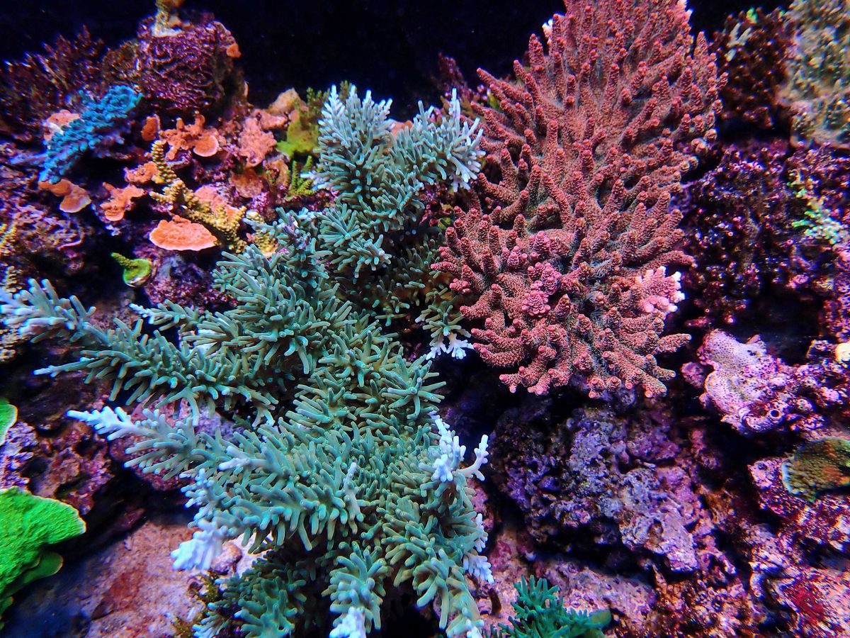 2024 Rocky Mountain Coral Extravaganza