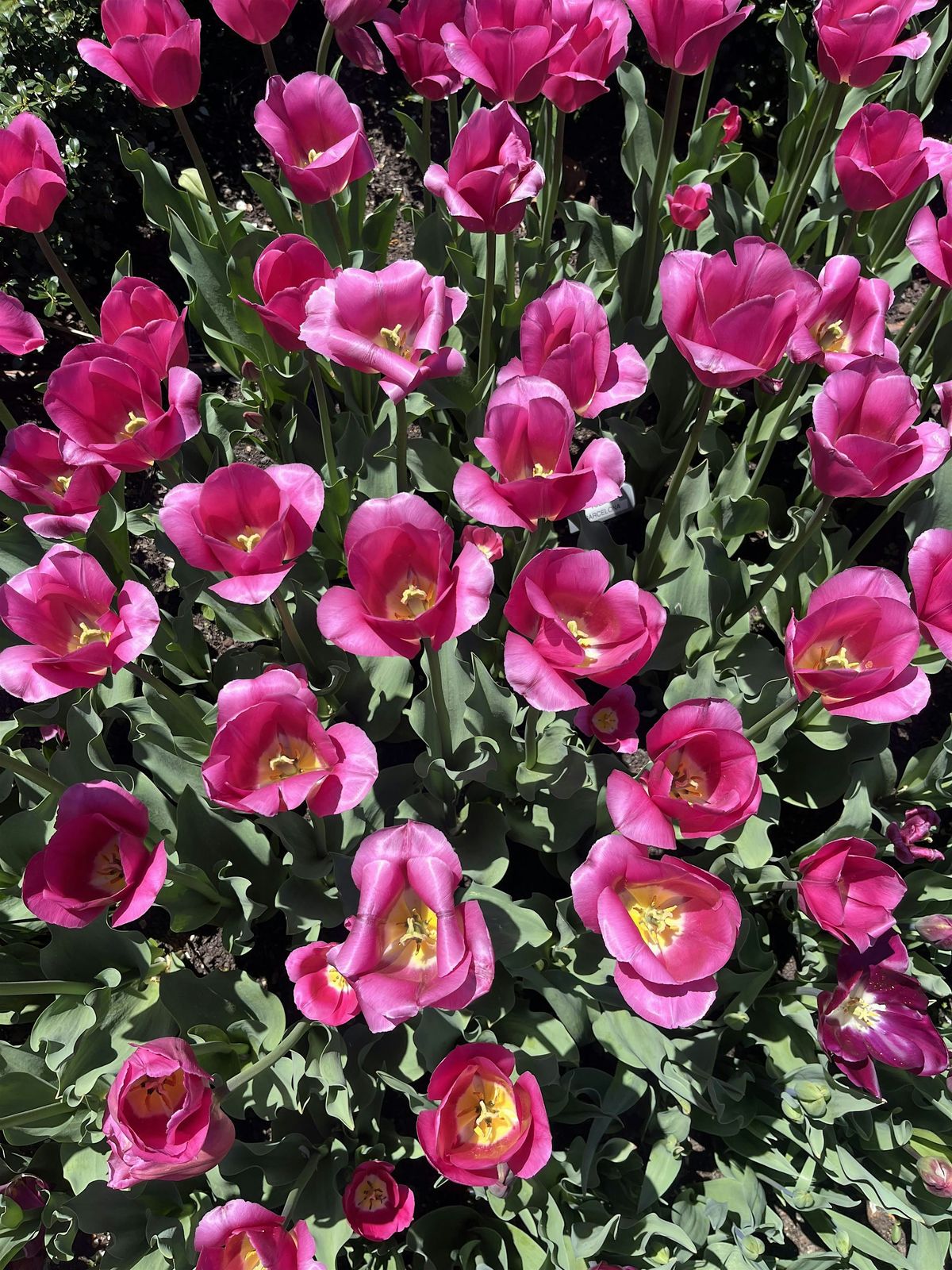 Lymphatic Drainage + Cell Turnover Workshop