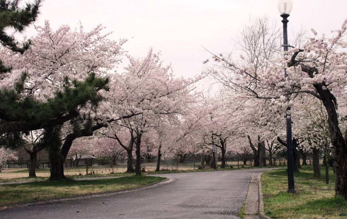 2025 Annual Washington DC Run\/Walk