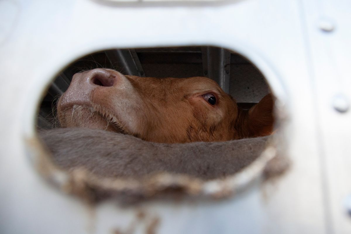 Toronto Cow Save Vigil for the Cows