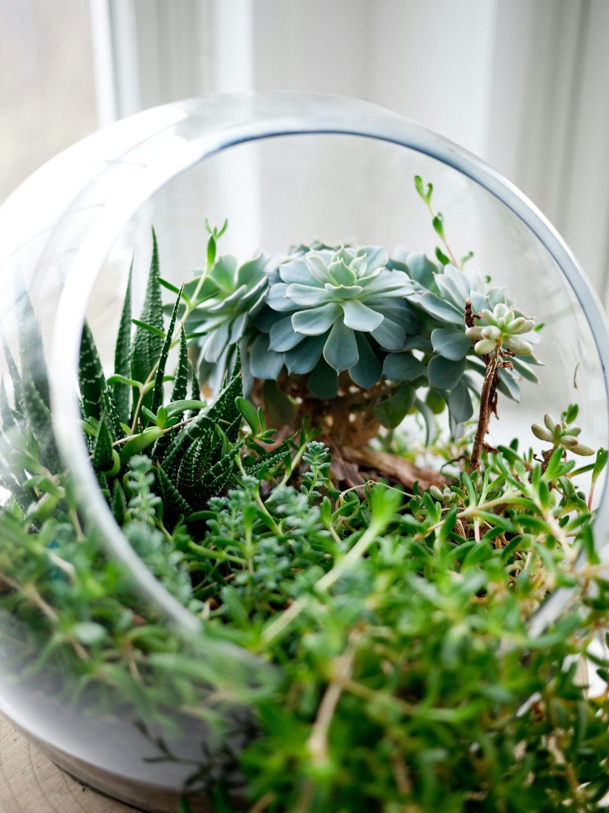 Little Sprouts in the Garden: Kids Terrarium Workshop