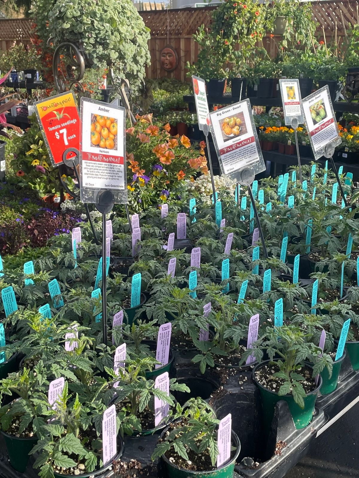 TOMATOMANIA at Mission Hills Nursery, San Diego