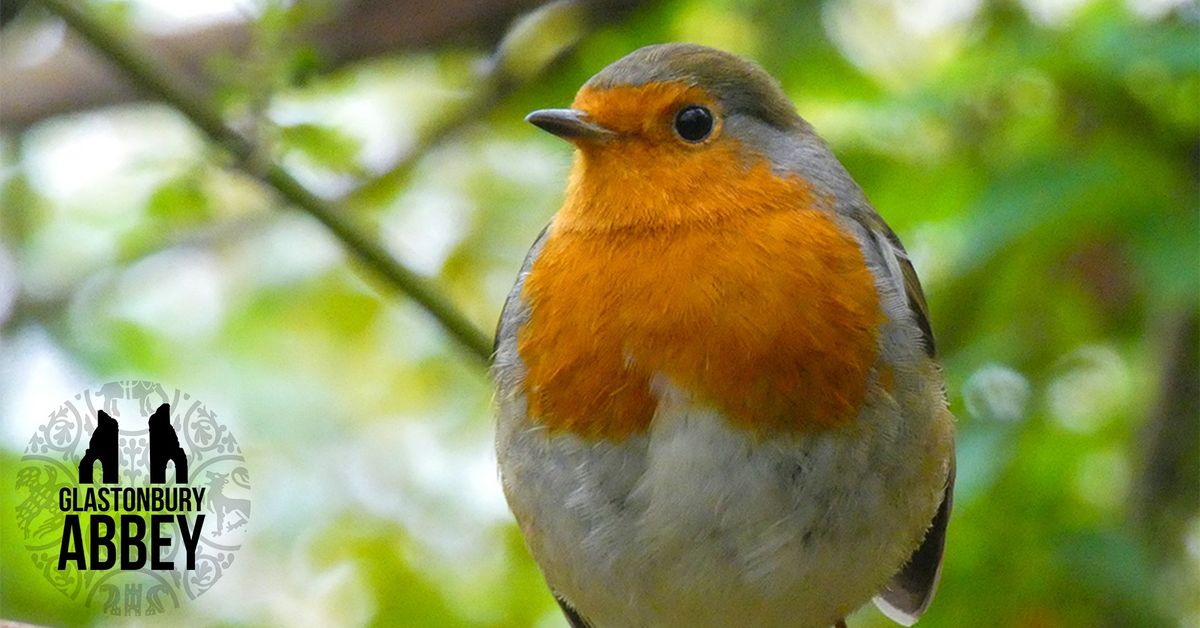 The Big Garden Birdwatch at Glastonbury Abbey