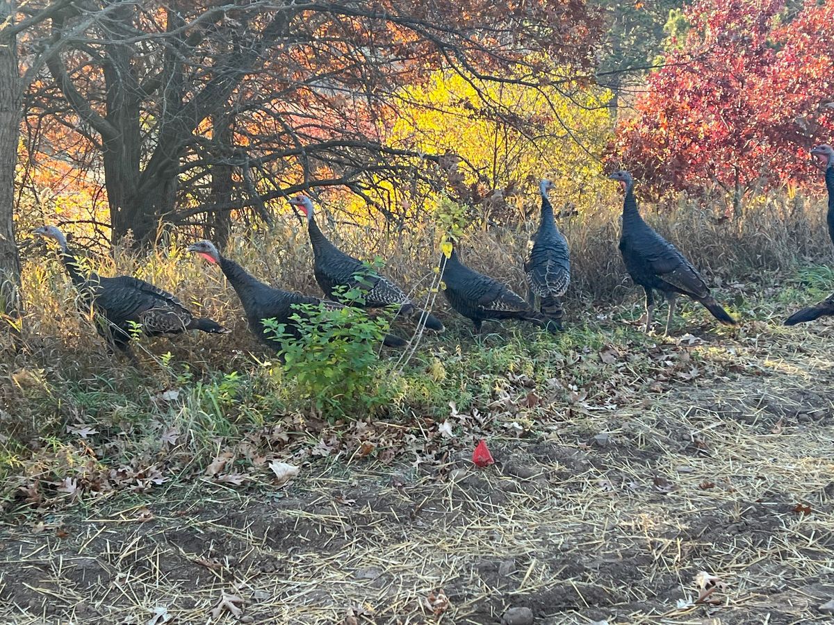 Turkey Day Trail Trot