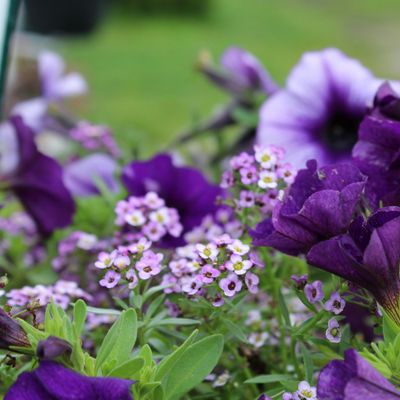 Stoney Creek Garden & Farm