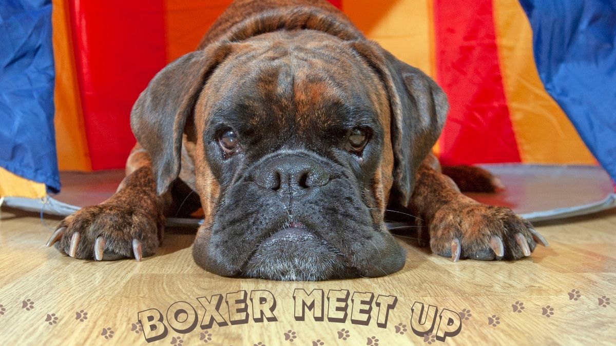 Boxer meet Up