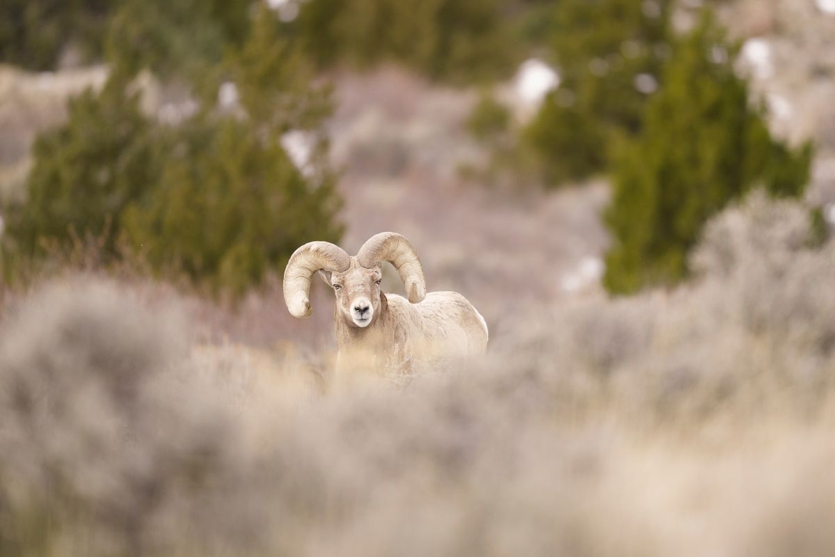 Conservation for Kids: Mojave Animals