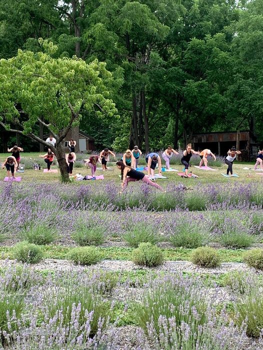 Lavender Yoga
