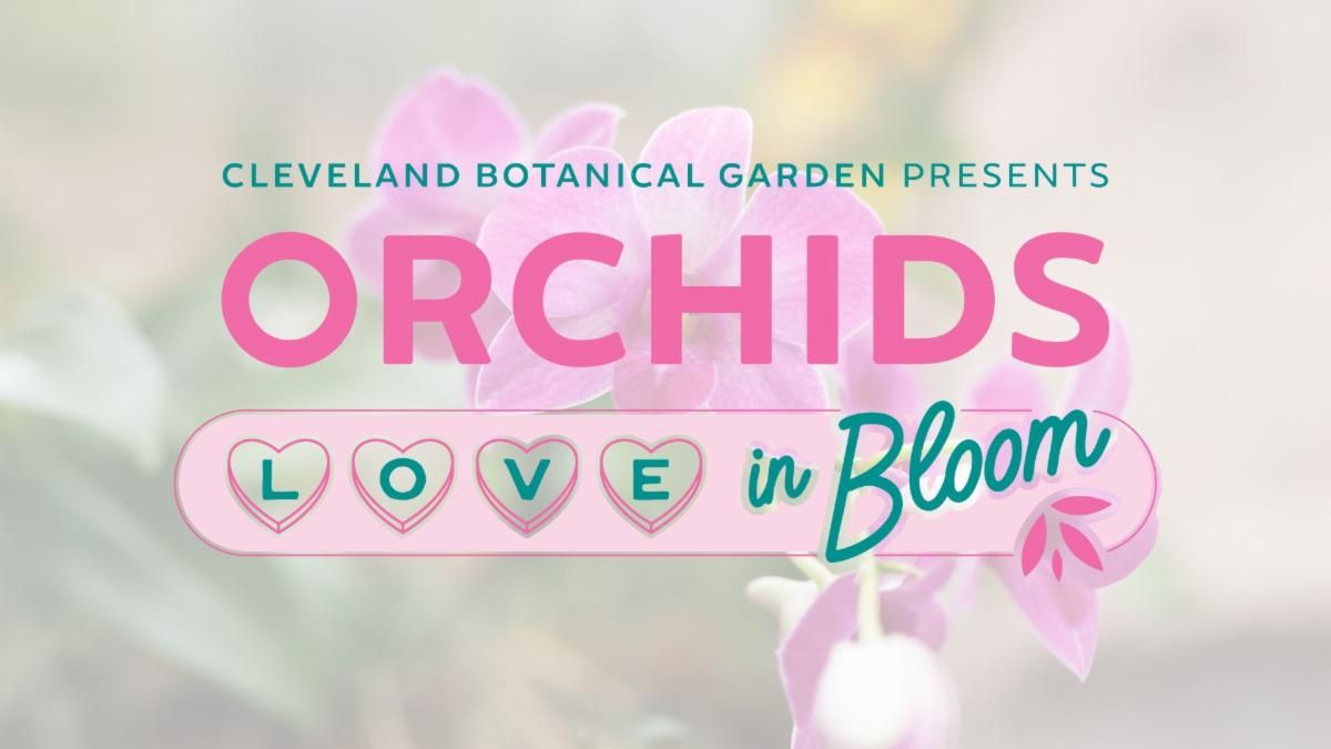 Orchids: Love in Bloom