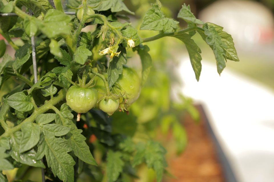 Fall Family Garden Festival