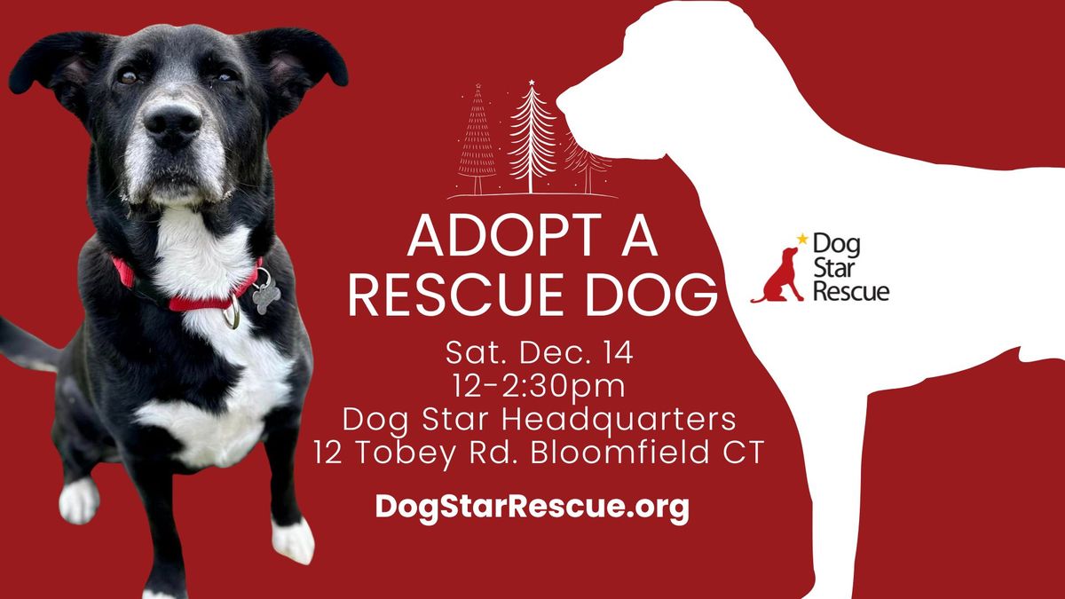 Adopt a Rescue Dog in Bloomfield CT