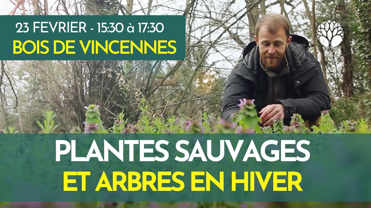 PLANTES SAUVAGES COMESTIBLES ET ARBRES EN HIVER