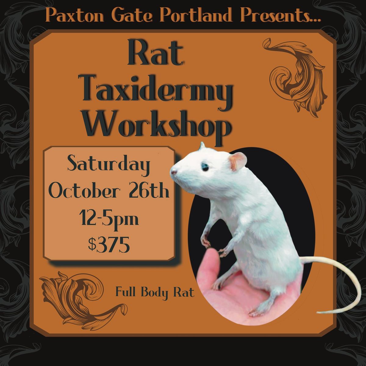 Rat Taxidermy Workshop